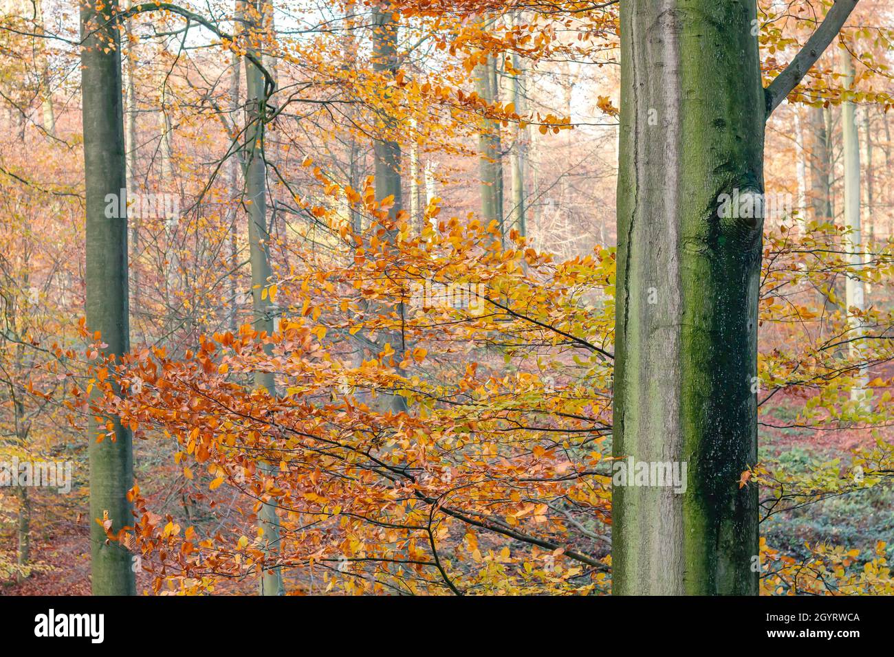 Particolare del faggio europeo (Fagus sylvatica) fusto grigio e verde e coloratissimo fogliame deciduo in autunno Foto Stock