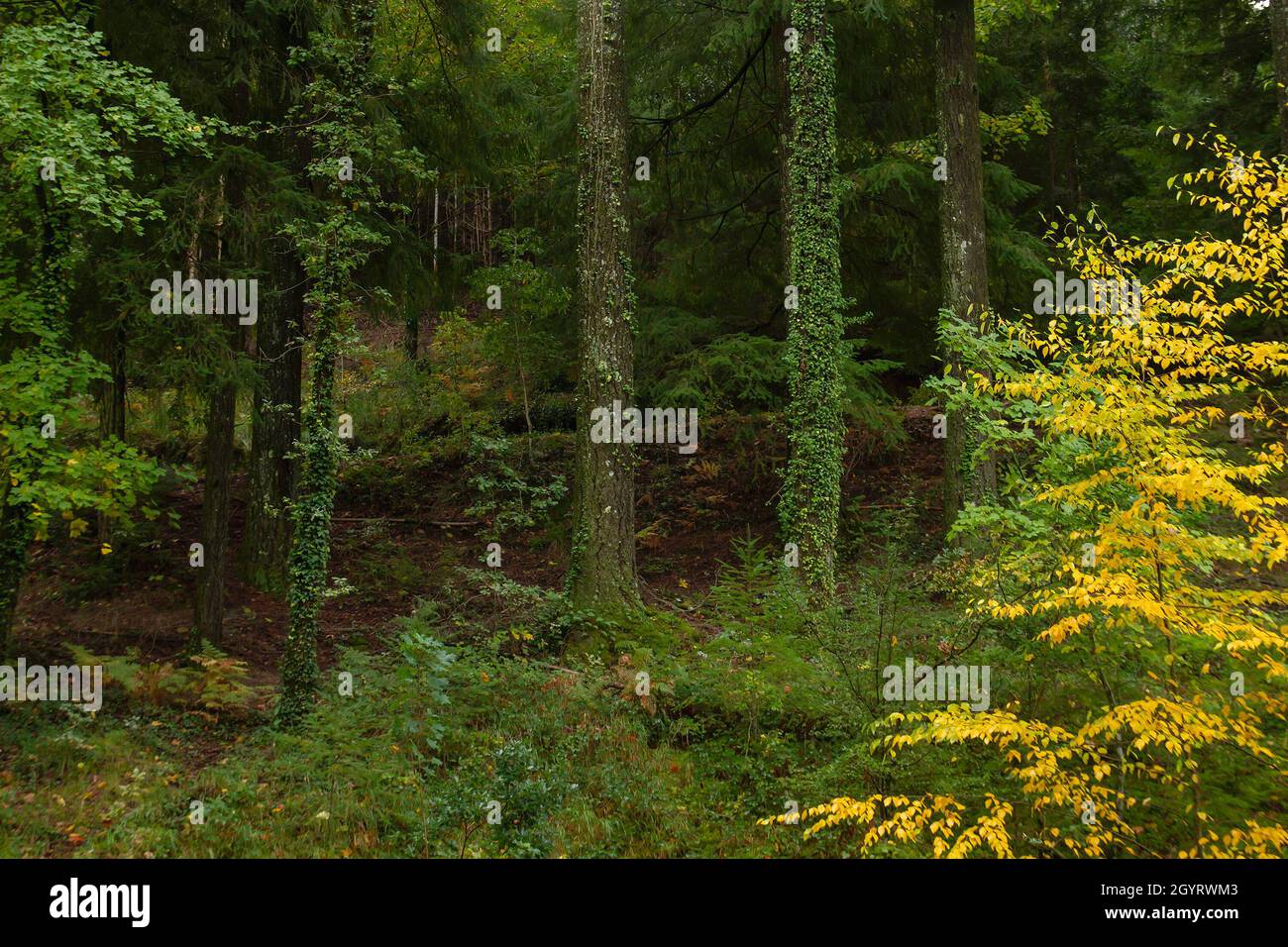 Bella foresta nel Parco Nazionale Peneda-Geres, Portogallo Foto Stock