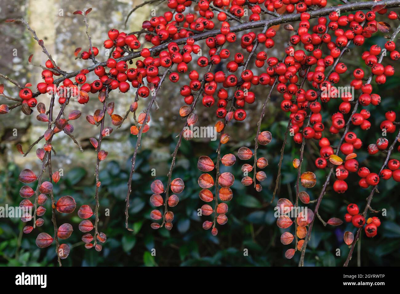 Cotoneaster horizontalis o parete cotoneaster bacche rosse Foto Stock