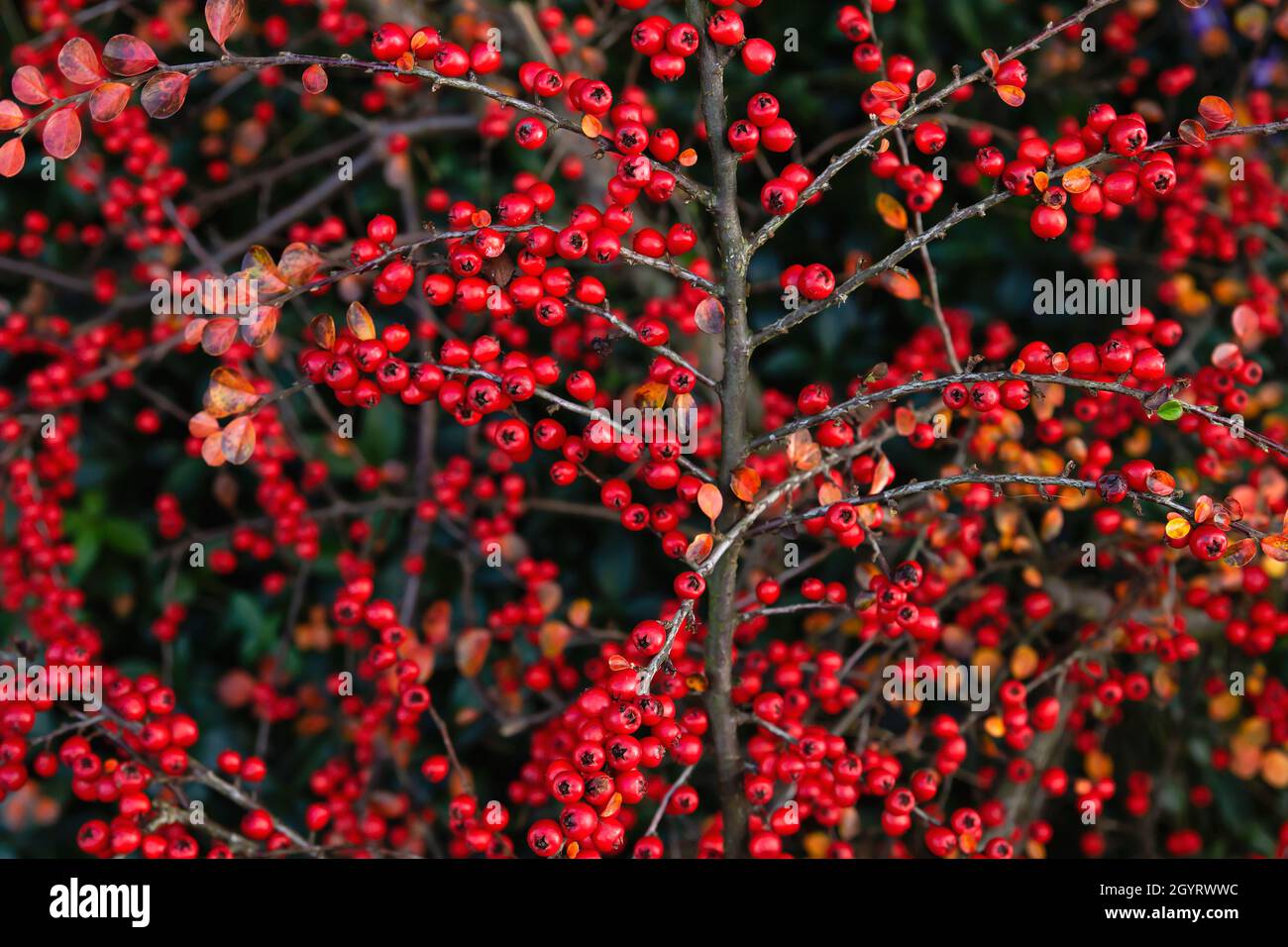 Cotoneaster horizontalis o parete cotoneaster bacche rosse Foto Stock