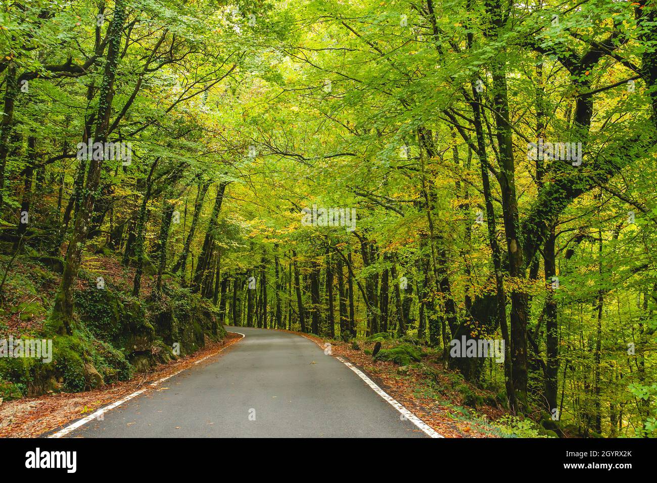 Strada a Mata da Albergaria, foresta temperata e mista nel Parco Nazionale Peneda-Gerês, Portogallo Foto Stock