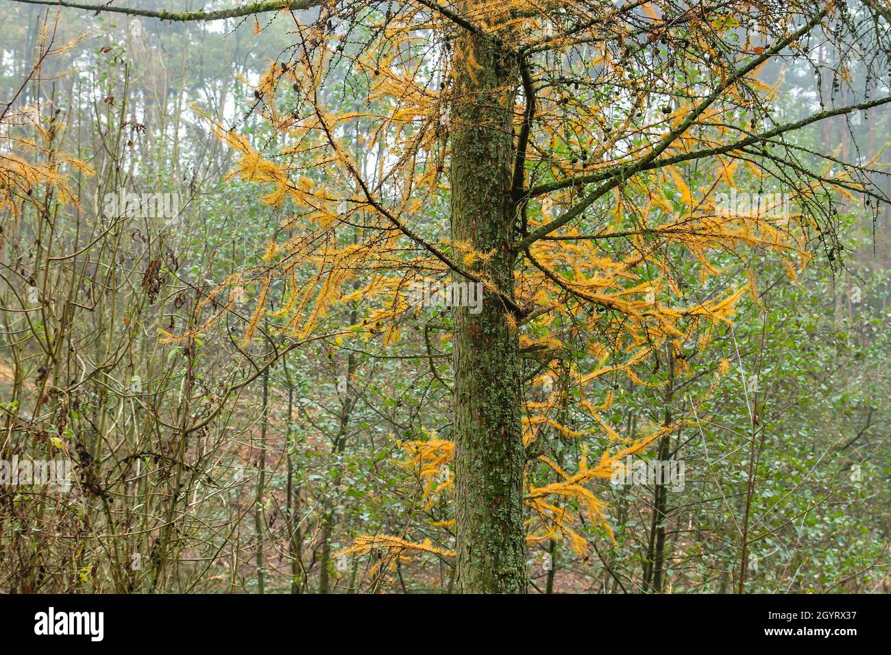 Larice (Larix decidua) conifeo deciduo con fogliame autunnale Foto Stock