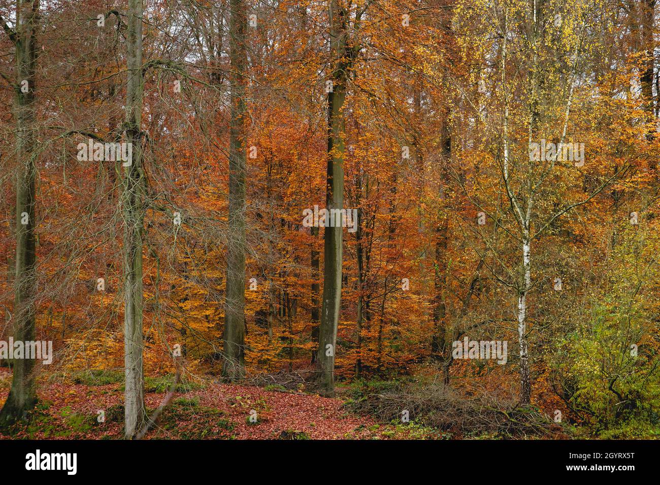 Betulla e faggi con coloratissime foglie autunnali nella Foresta di Sonian, in Belgio Foto Stock