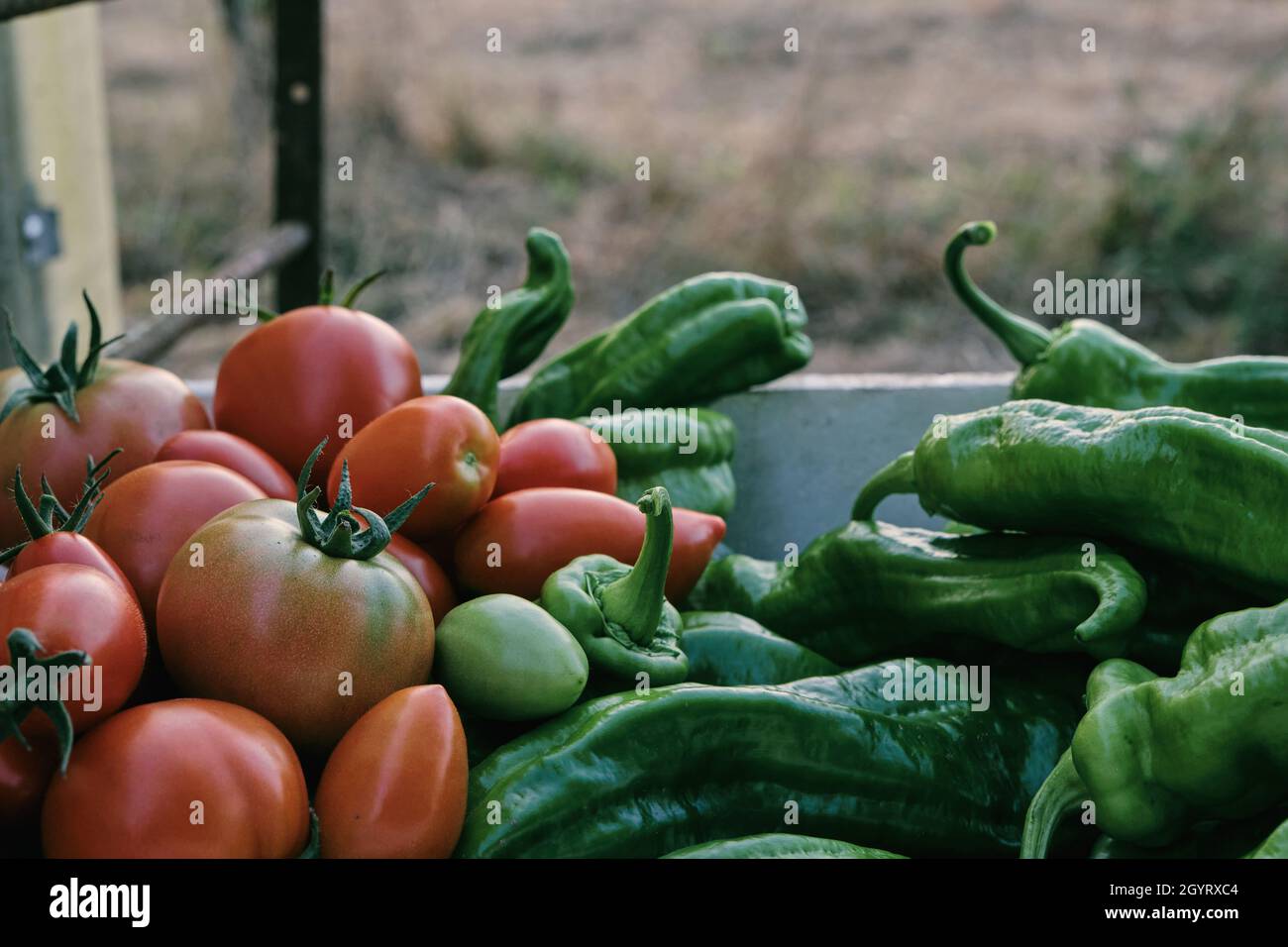 Raccolti freschi dalla cucina giardino raccolto, pomodori rossi maturi e peperoni dolci verdi Foto Stock