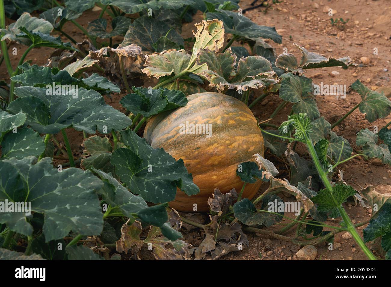 Zucca d'arancia che cresce nel giardino della cucina Foto Stock