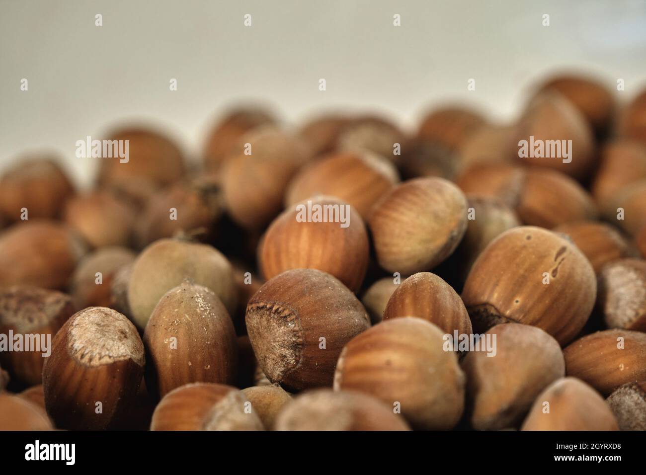 Nocciole mature, frutti Corylus avellana da vicino, fuoco selettivo Foto Stock