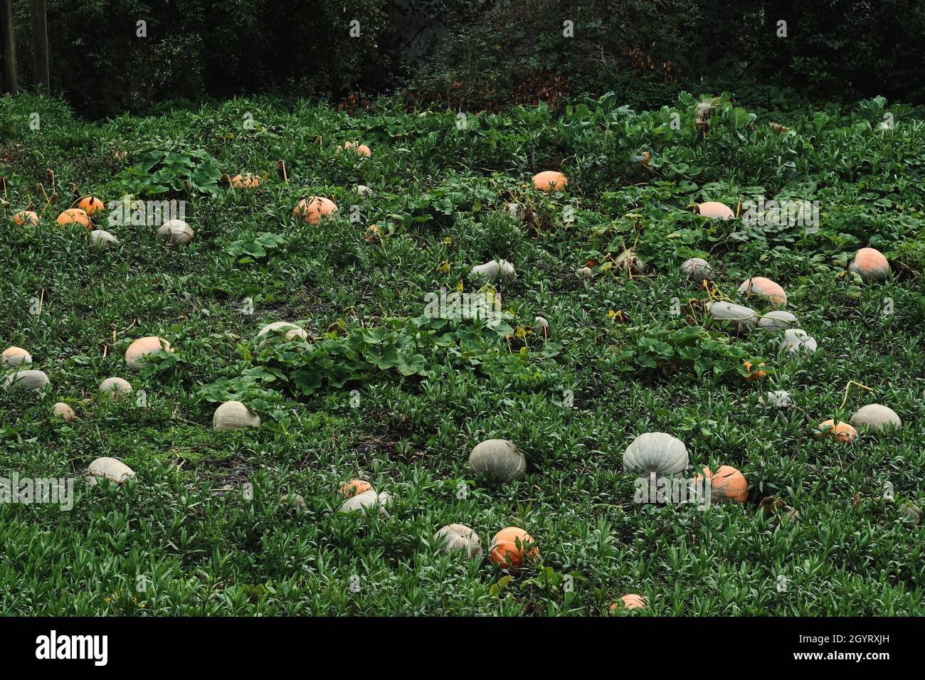 Terreno agricolo con zucche grigie e arancioni Foto Stock