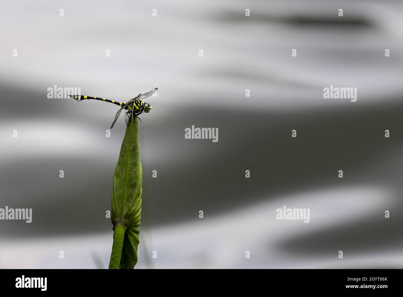 Ritratto di libellula - Golden Flangetail Foto Stock