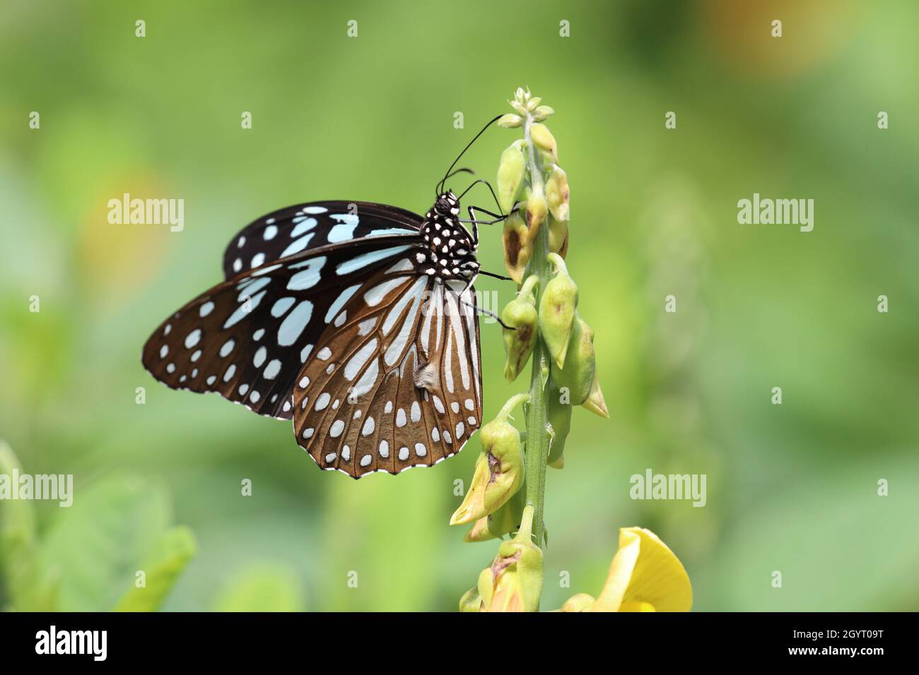 Blue Tiger (Tirumala limniace) bere sulla pianta Foto Stock