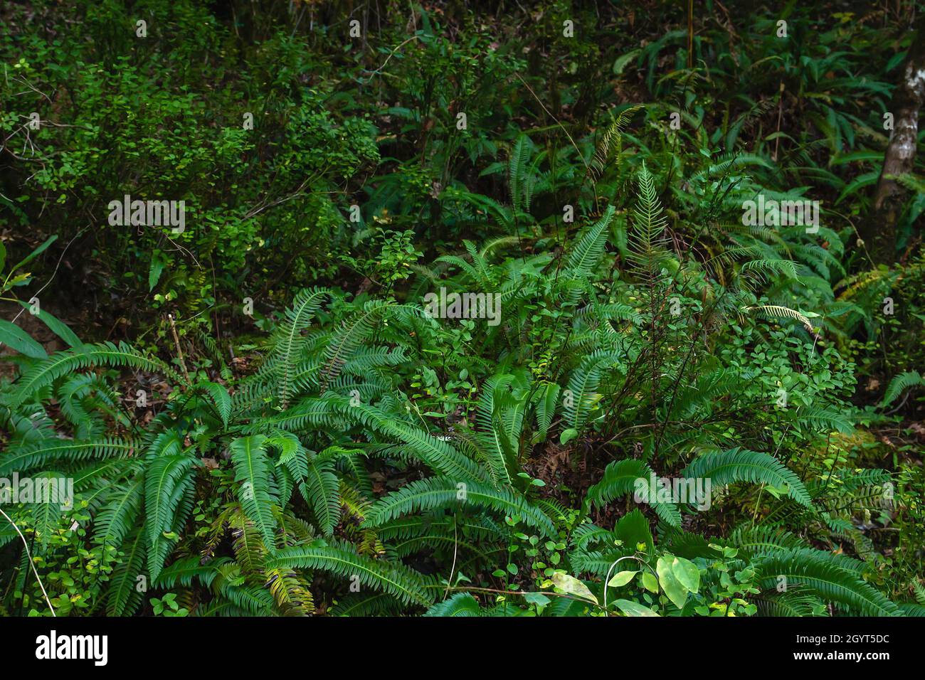 Verdi fronde di felci e verde selvatico in foglie temperate e boschi misti Foto Stock