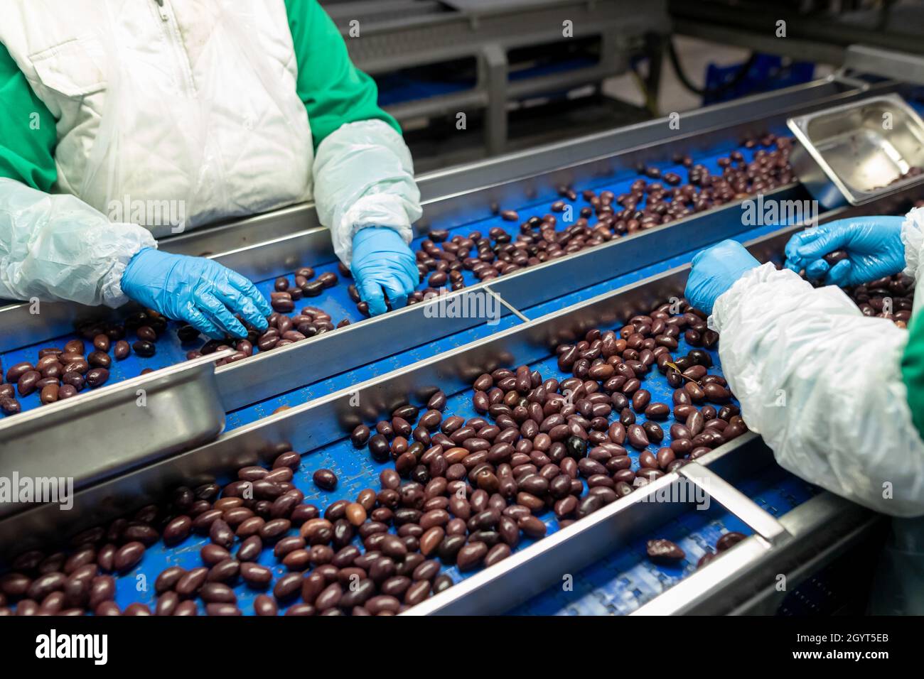 Primo piano delle mani che trattano le olive in una fabbrica Foto Stock