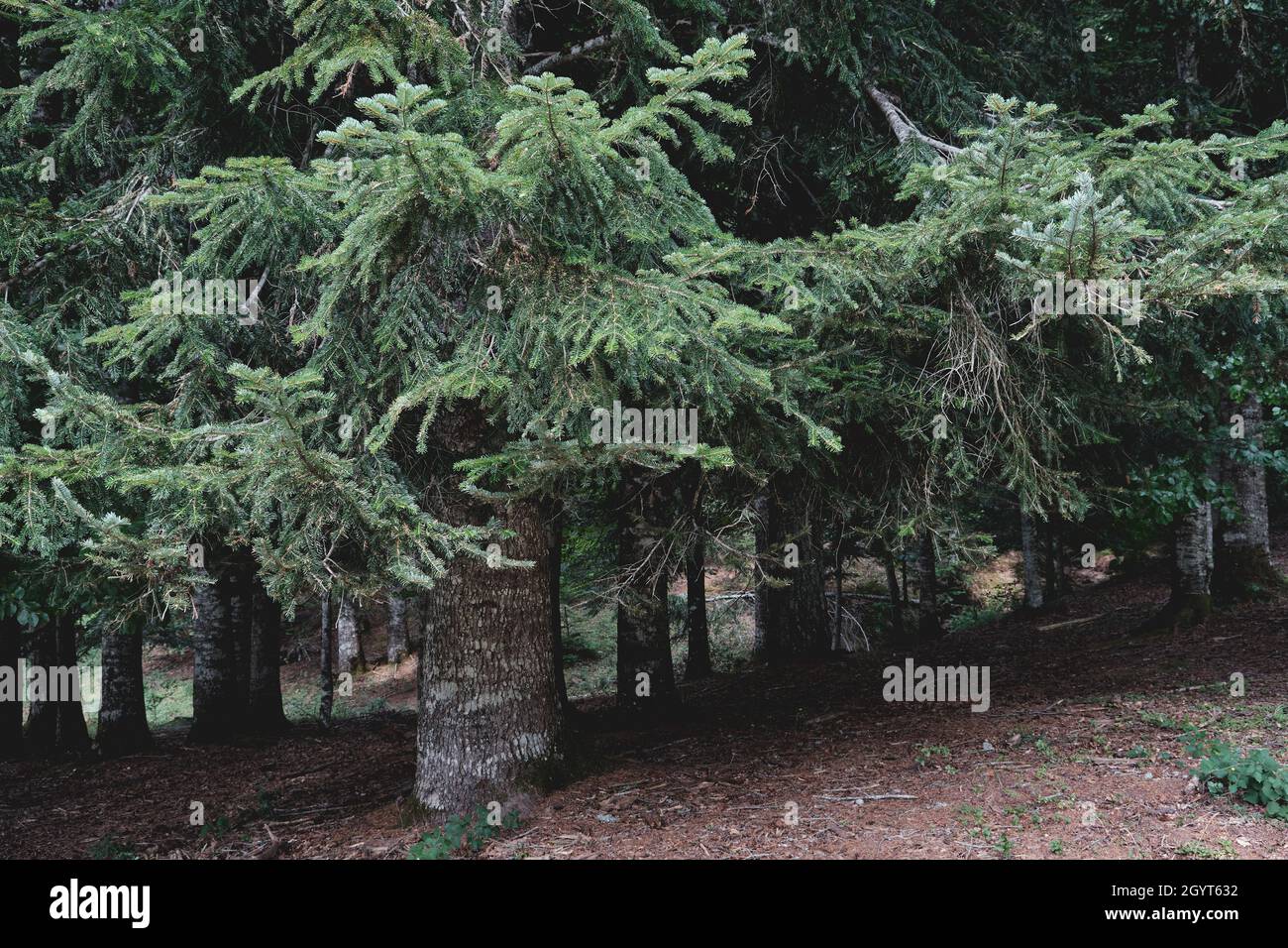 Aby alba o abete europeo foresta sempreverde, alberi di conifere con verde ago-come fogliame Foto Stock