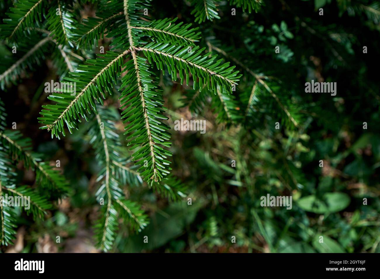 Aby alba o europeo abete bianco sempreverde conifere verde ago-come fogliame Foto Stock