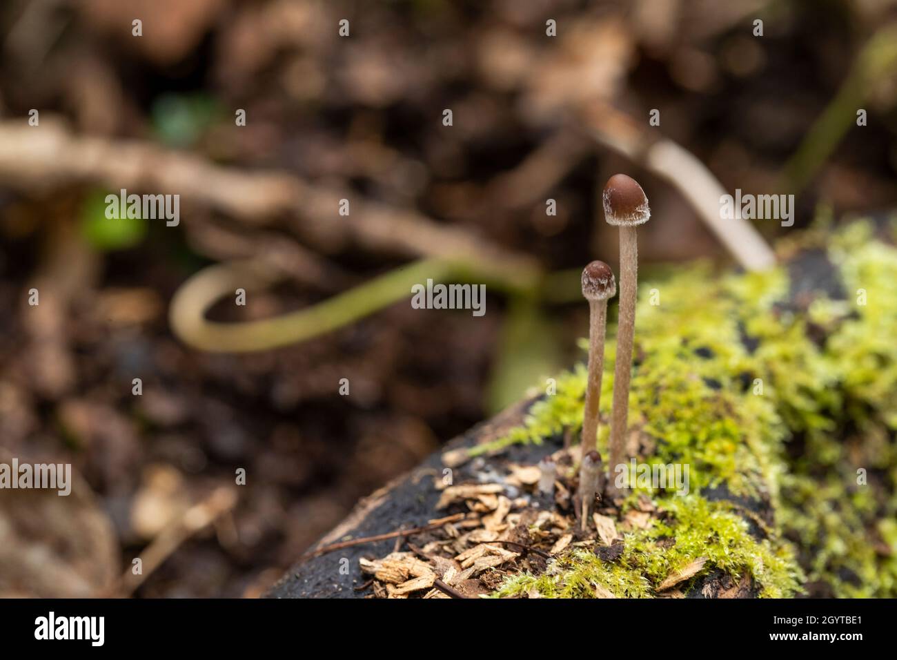 Esemplari dal foray di Coalpit Hill. Foto Stock