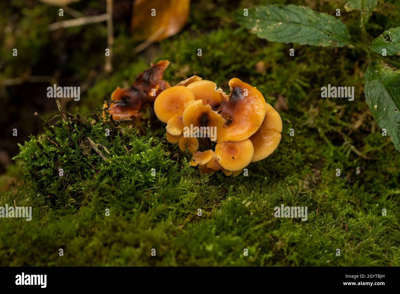 Esemplari dal foray di Coalpit Hill. Foto Stock