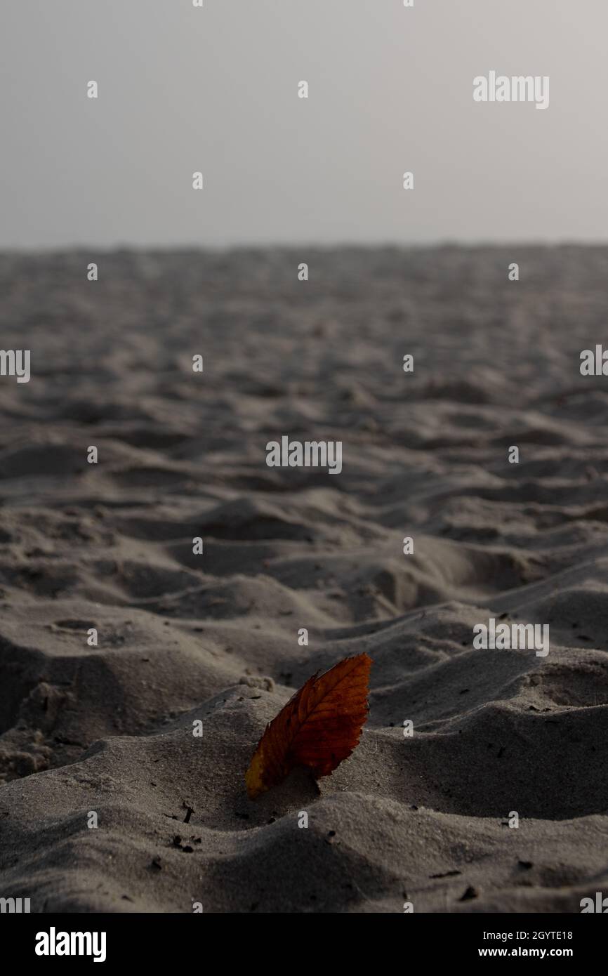 Singola foglia rossa adagiato su una spiaggia di sabbia nocciola Foto Stock