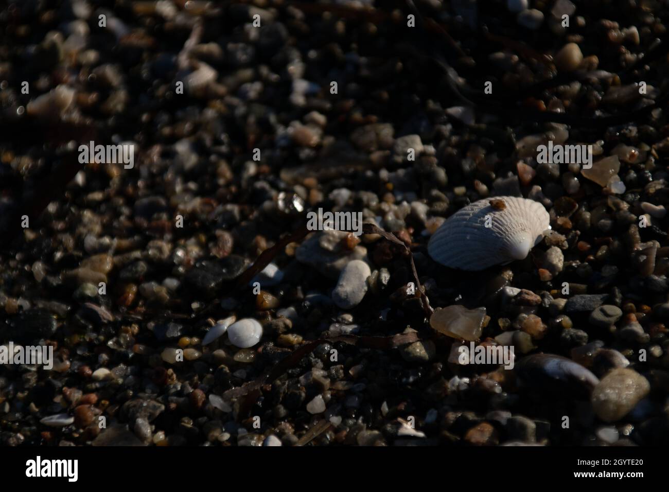 Una singola conchiglia bianca su una spiaggia, circondata da piccole rocce. Foto Stock