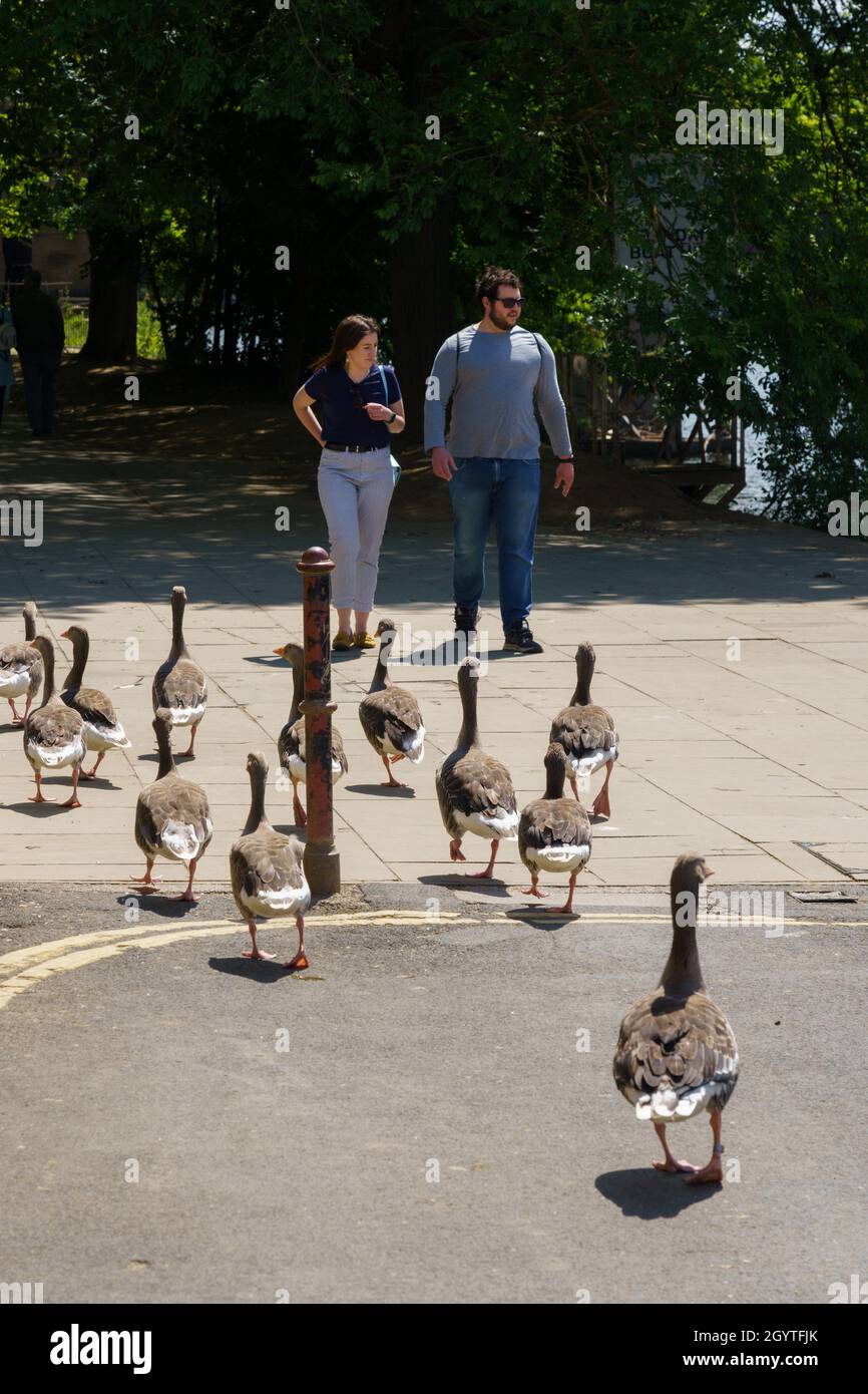 Un uomo e una donna che camminano lungo una strada cittadina, apparentemente ignara di un gregge di Geese Greylag che camminano di fronte a loro, York, North Yorkshire, UK. Foto Stock