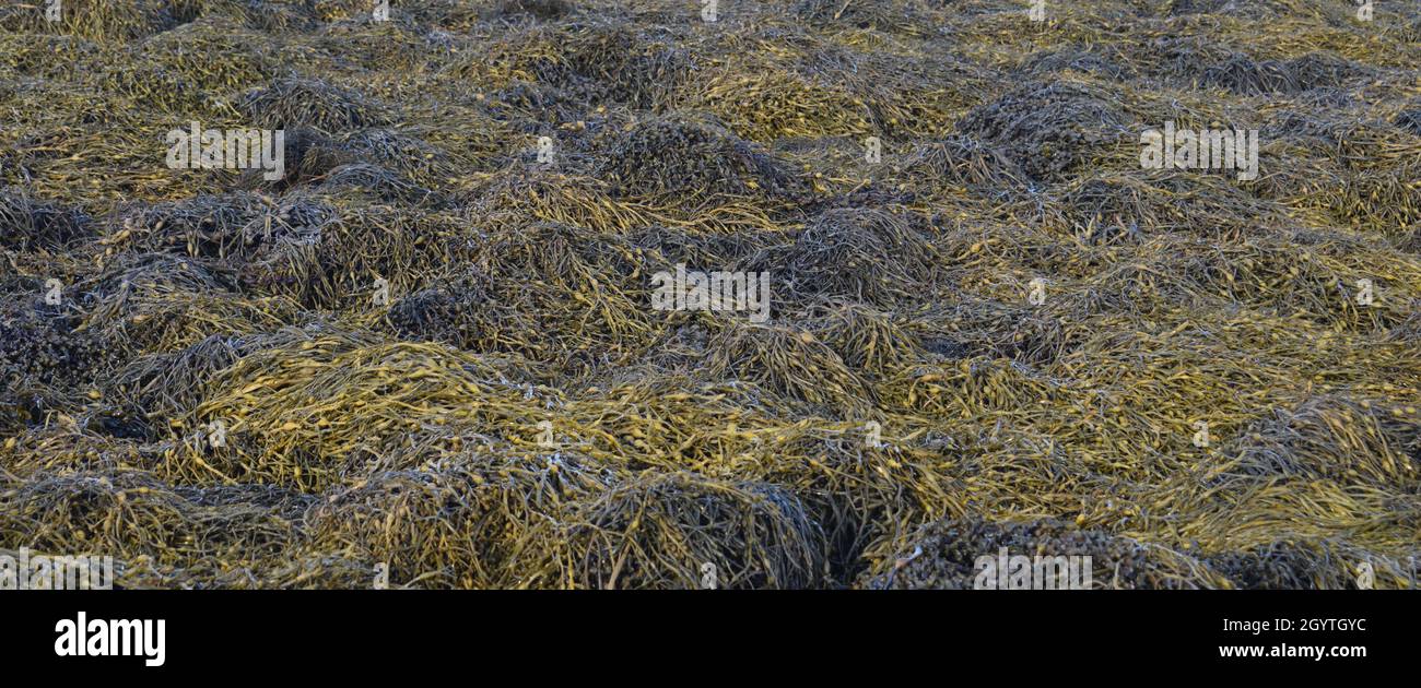 Alghe marine sulla riva di Loch Tarbert l'Isola di Jura Foto Stock