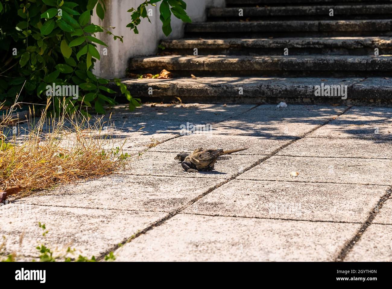 Iguana lizard strisciando su marciapiedi a scale nel parco ecoturismo di Xcaret Foto Stock