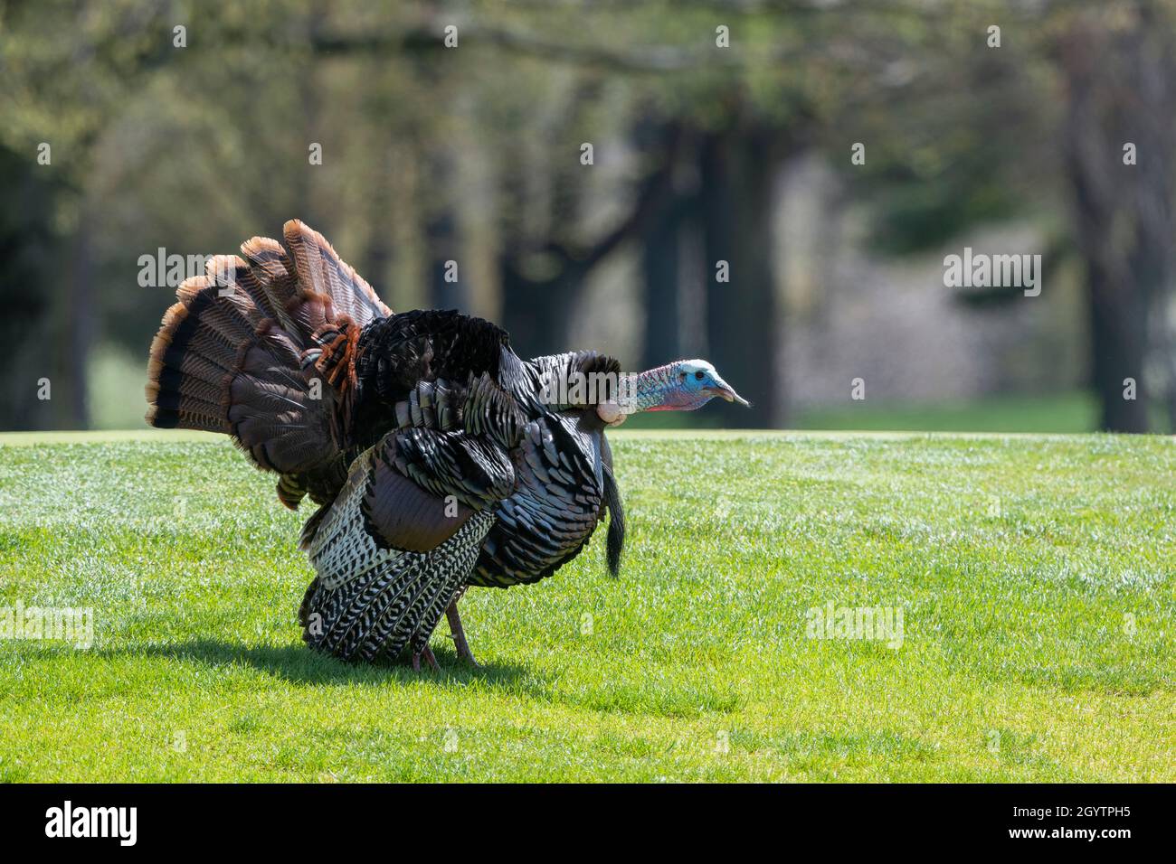 Tacchino selvatico orientale (Meleagris galopavo silvestris), Primavera, e USA, di Dominique Braud/Dembinsky Photo Assoc Foto Stock