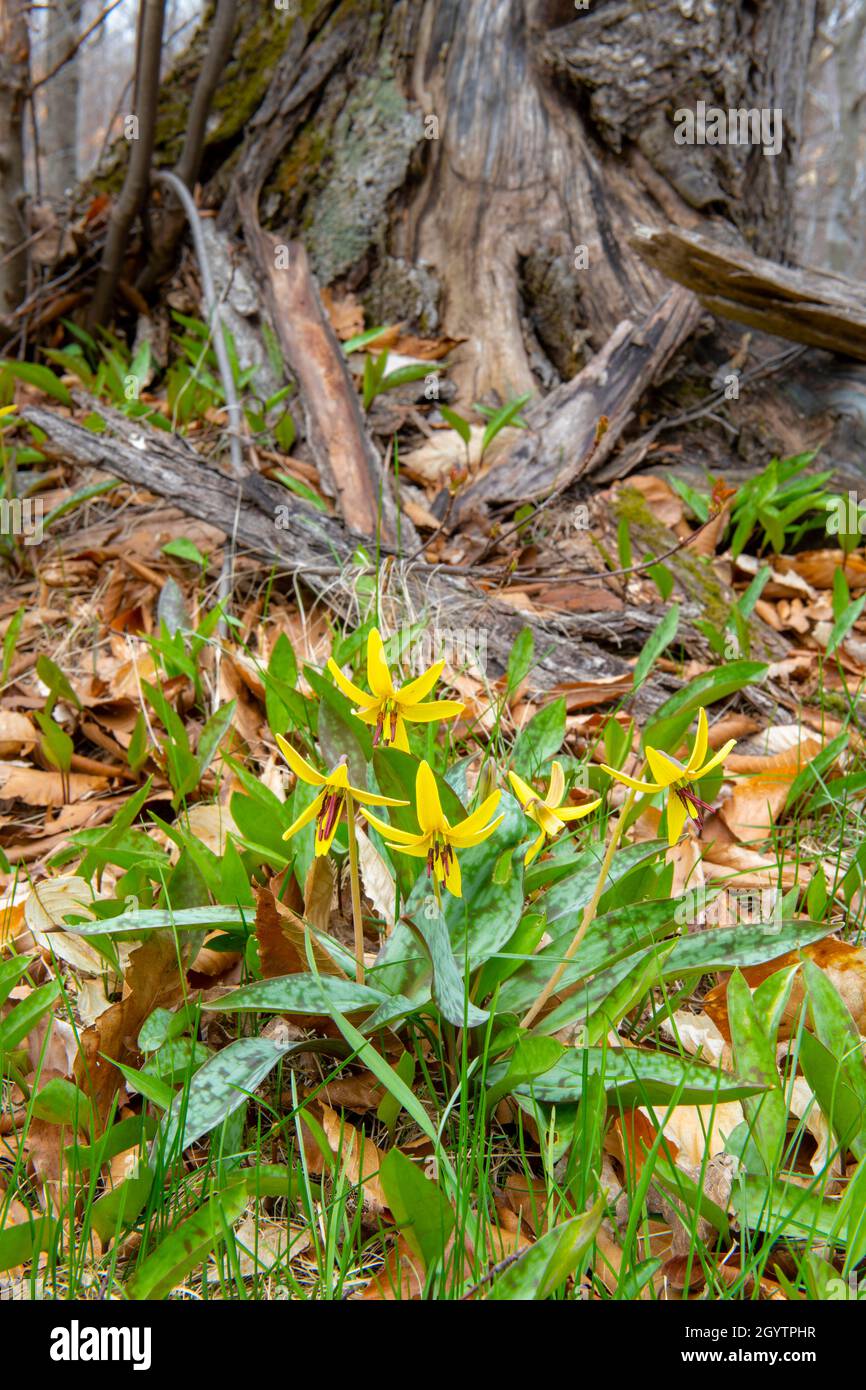 Fiore di trote gigli (Erythronium amaricanum), fiore di primavera, foresta decidua orientale, e USA, di Dominique Braud/Dembinsky Photo Assoc Foto Stock
