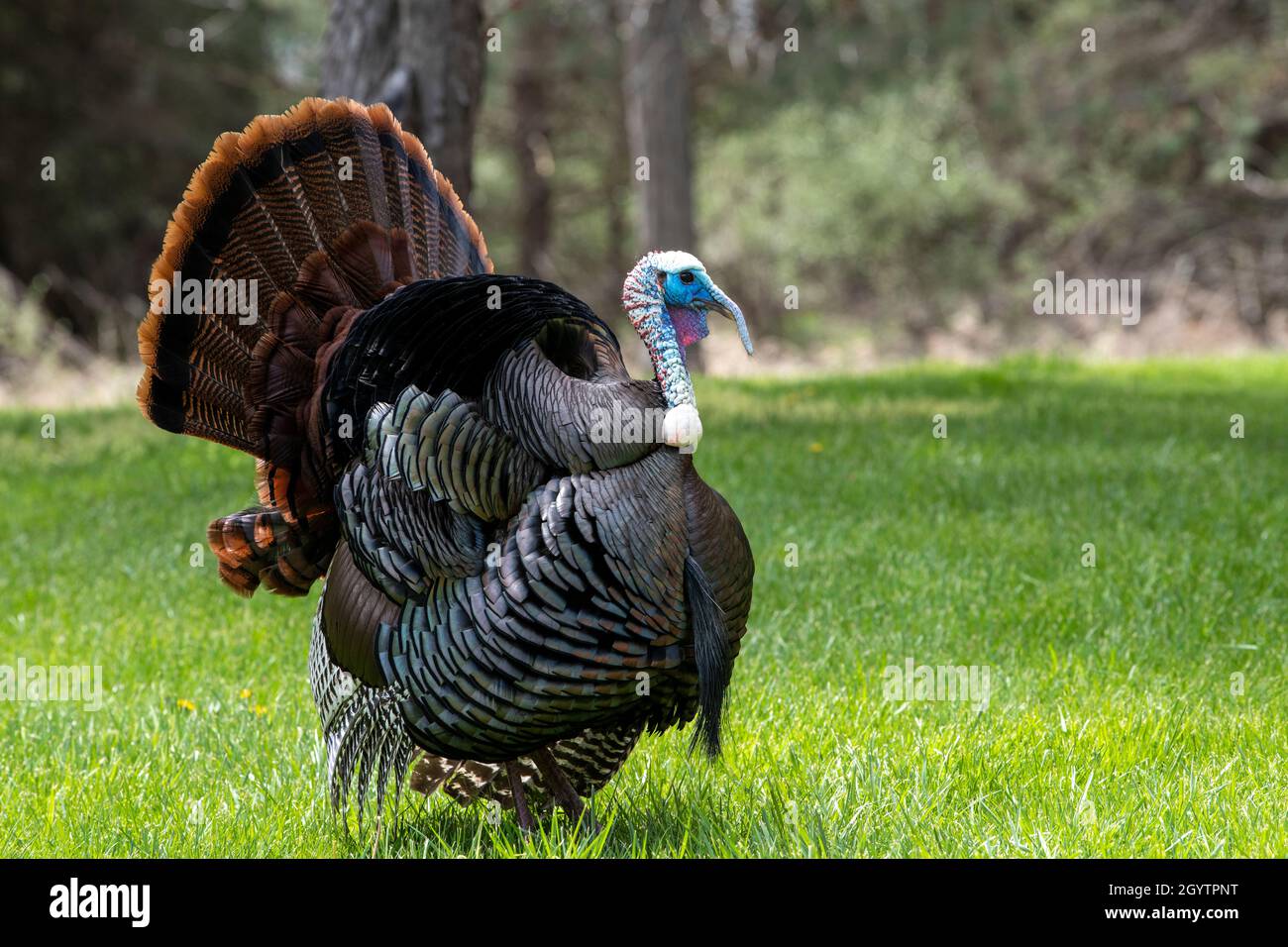 Tacchino selvatico orientale (Meleagris galopavo silvestris), Primavera, e USA, di Dominique Braud/Dembinsky Photo Assoc Foto Stock