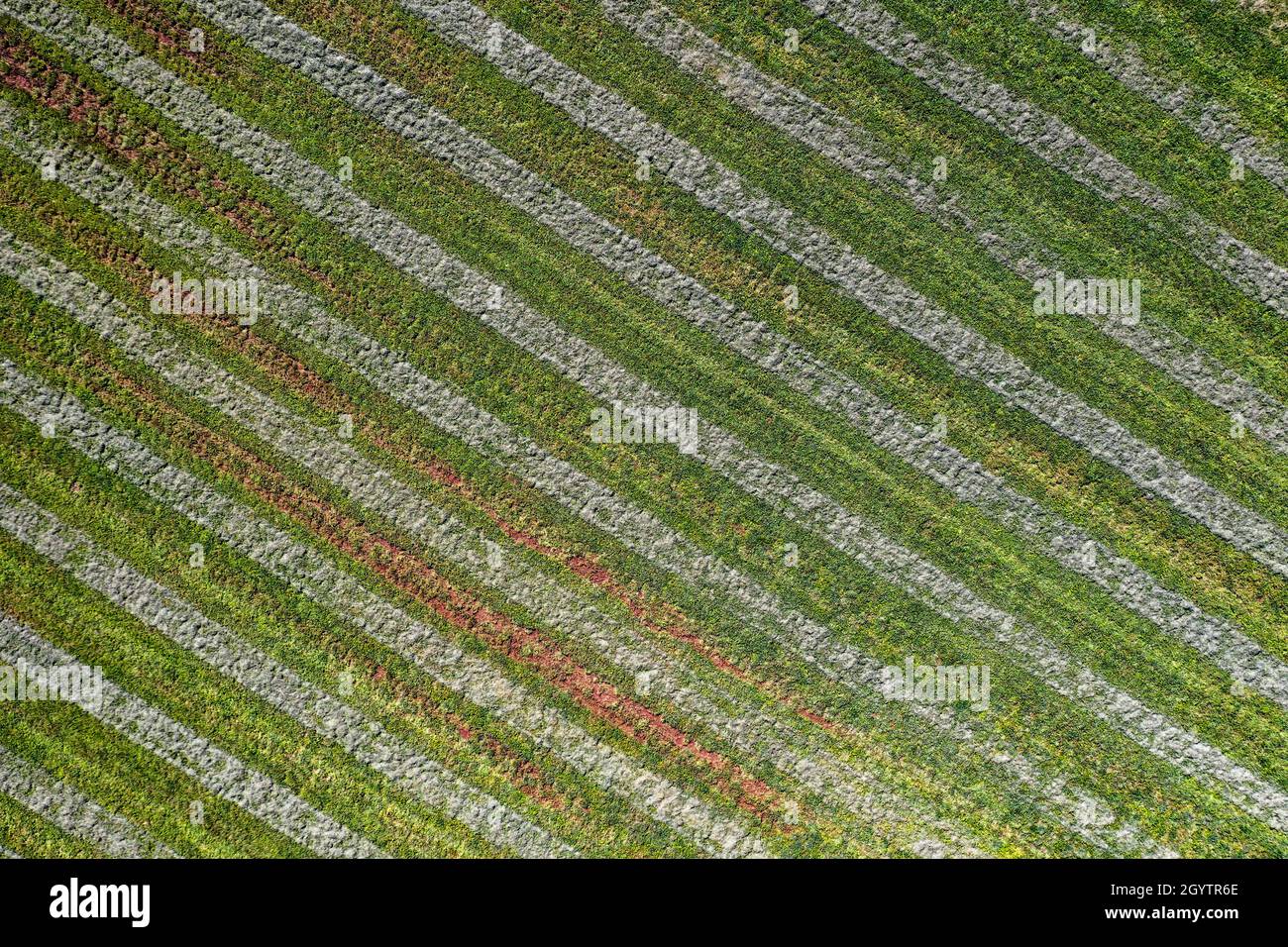 Un'immagine astratta di fieno di erba medica tagliato, rastrellato in andane prima di imballare su una fattoria di fieno nello Utah. Foto Stock