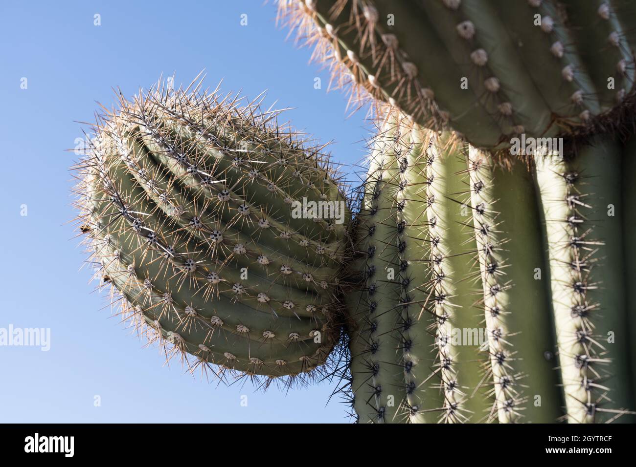 Un nuovo braccio che si erigeva su un Cactus Saguaro, una gigantea Carnegiea, nel Parco Nazionale di Saguaro, Tucson, Arizona. Foto Stock