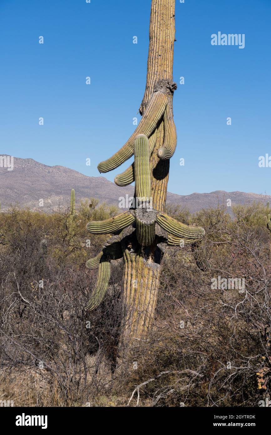 Un Cactus gigante deteriorante di Saguaro, il gigantea di Carnegiea, nel Parco Nazionale di Saguaro, Tucson, Arizona. Foto Stock