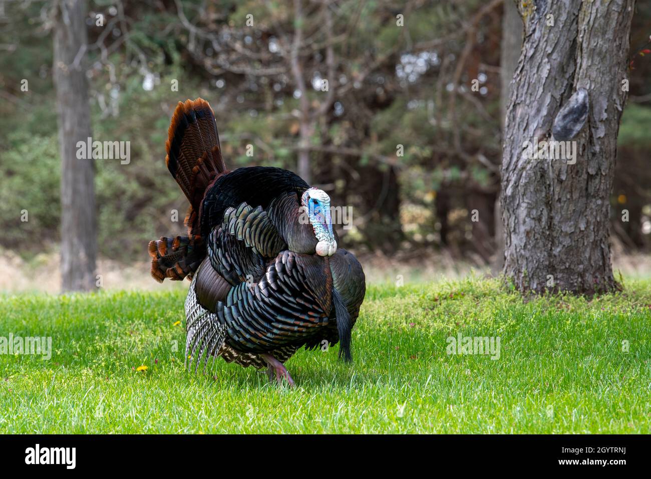 Tacchino selvatico orientale (Meleagris galopavo silvestris), Primavera, e USA, di Dominique Braud/Dembinsky Photo Assoc Foto Stock
