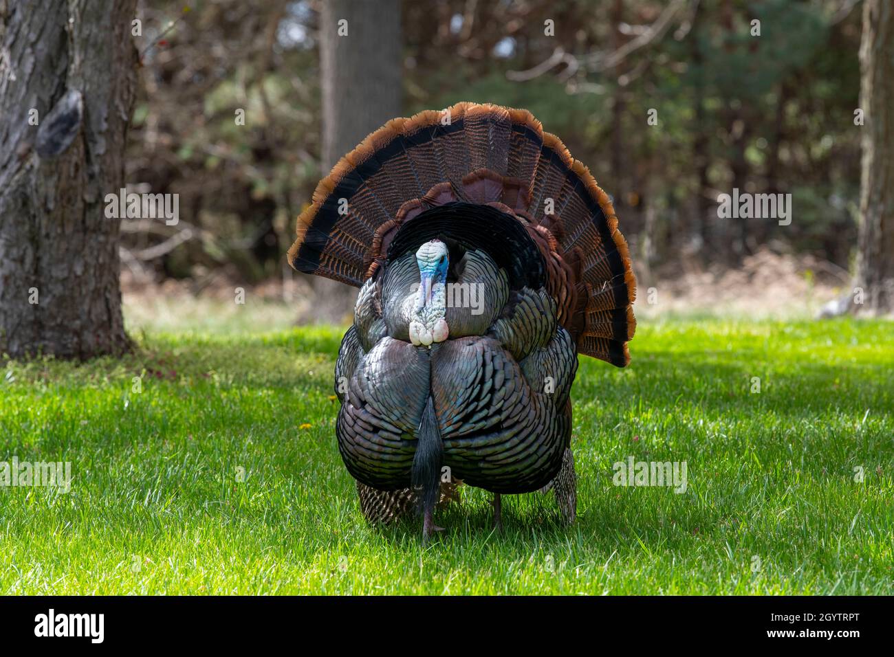 Tacchino selvatico orientale (Meleagris galopavo silvestris), Primavera, e USA, di Dominique Braud/Dembinsky Photo Assoc Foto Stock