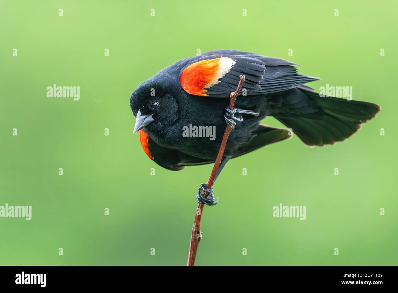 Uccello nero alare rosso (Agelaius phoeniceus), maschio, esposizione territoriale, Primavera, e USA, Di Dominique Braud/Dembinsky Photo Assoc Foto Stock