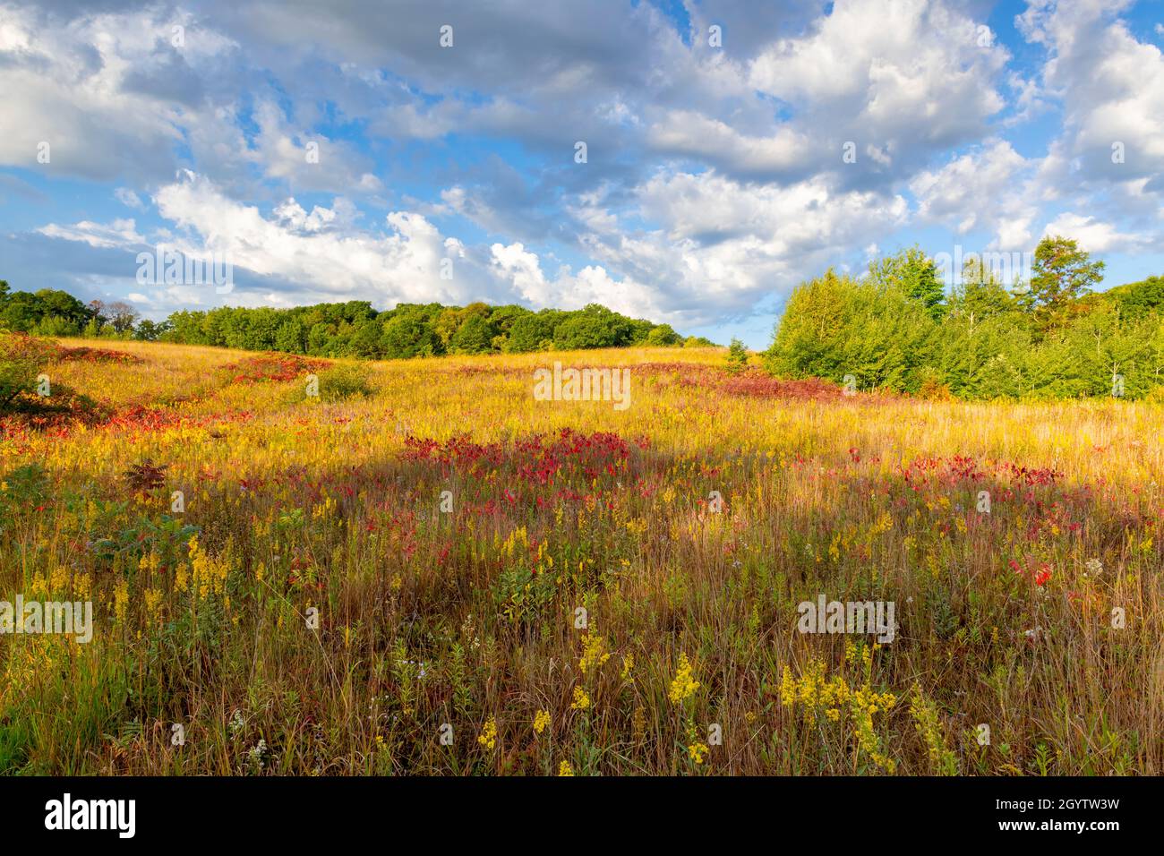 Prairie con goldenrod (Solidago) e Staghorn sumac (Rhus typhina), autunno colori, autunno, Minnesota, USA, Di Dominique Braud/Dembinsky Photo Assoc Foto Stock