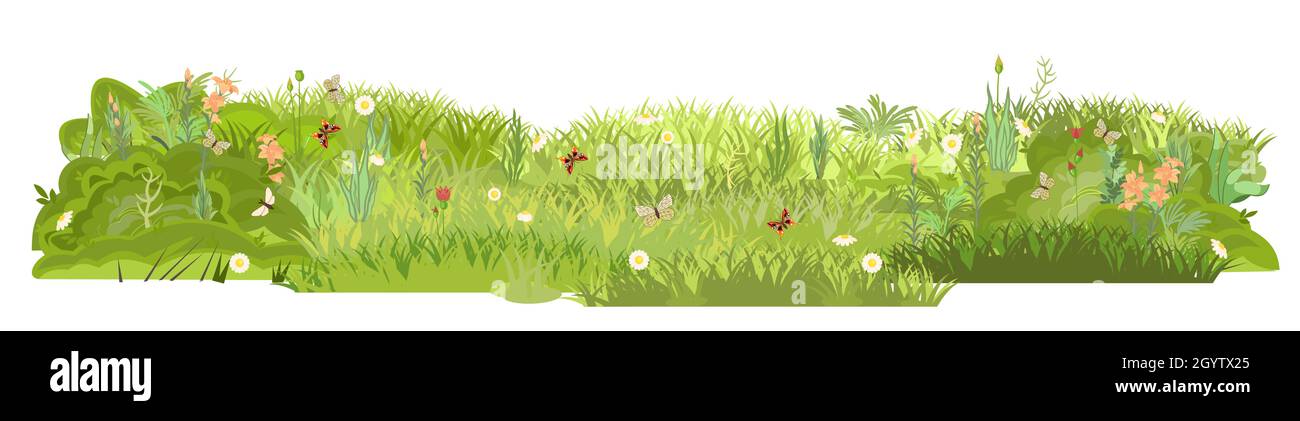Denso prato estivo con fiori. Farfalle. Erba erba verde addensi. Area erba. Parco giochi. Luogo. Bellissimo paesaggio. Isolato su bianco Illustrazione Vettoriale