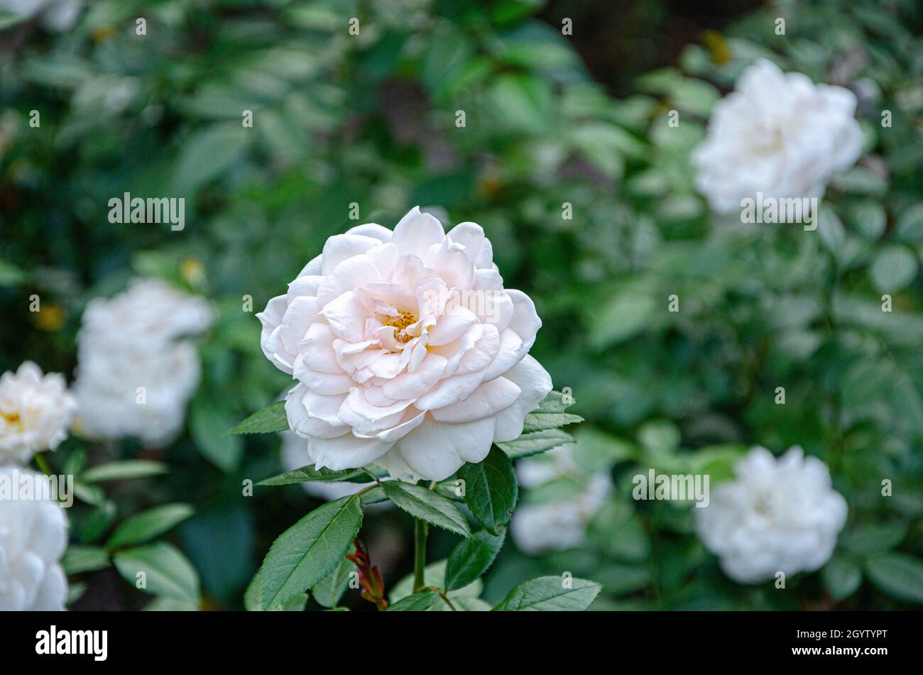 White Hybrid Rose x alba di York Flower in Green Garden Foto Stock