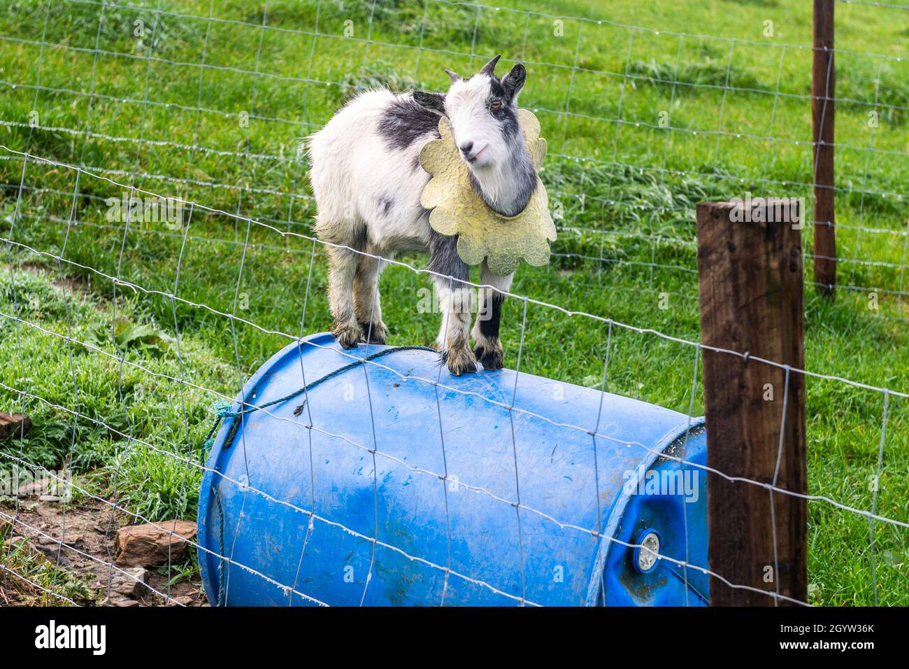 Kealkill, West Cork, Irlanda. 9 Ott 2021. Una capra pygmy si bilancia su un barile blu a Kealkill, West Cork. Credit: AG News/Alamy Live News Foto Stock