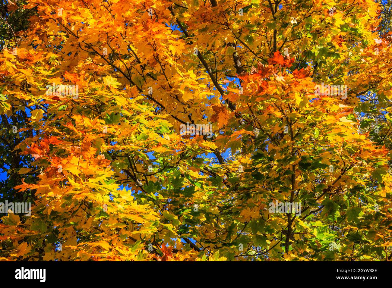 Foglie gialle, verdi e rosse sugli alberi in autunno Foto Stock