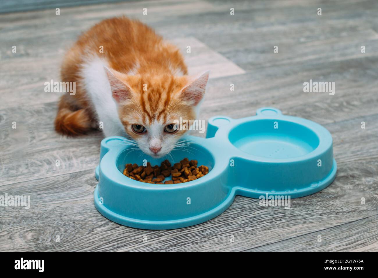 gattino zenzero mangia cibo secco da una ciotola blu sul pavimento della cucina. Concetto di cibo kitten Foto Stock