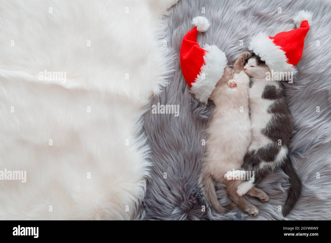 I gatti di Natale che indossano il cappello di Babbo Natale che dormono sulla plaid. Coppia di gattini in amore piccoli gattini dormire abbracciando. Concetto per natale nuovo Foto Stock
