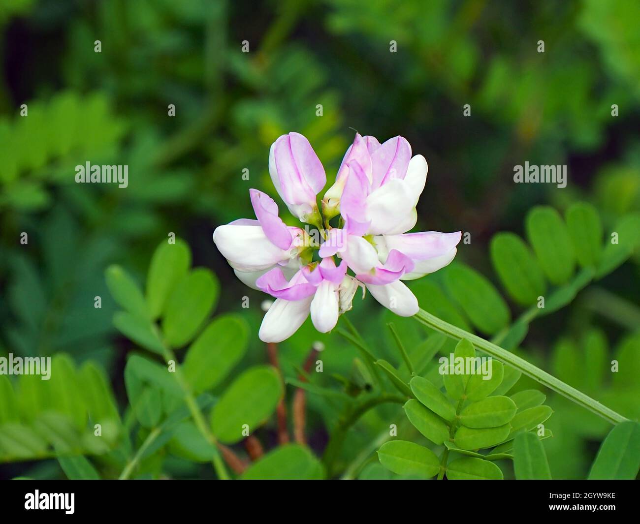 Primo piano del fiore rosa su una corona-vetch posteriore pianta che cresce in un prato con vegetazione sfocata sullo sfondo. Foto Stock