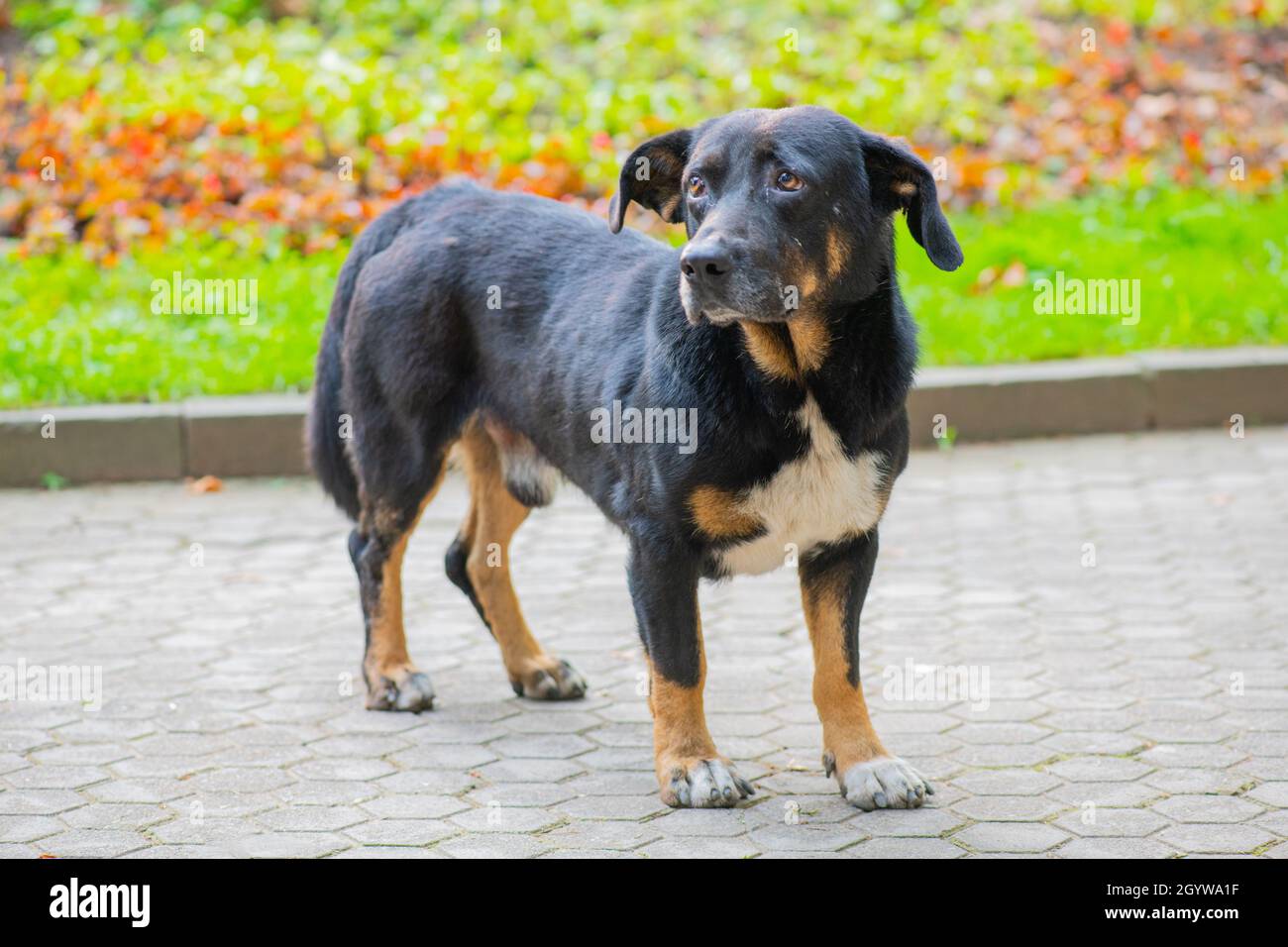 un cane gentile e nero si trova sulla strada Foto Stock