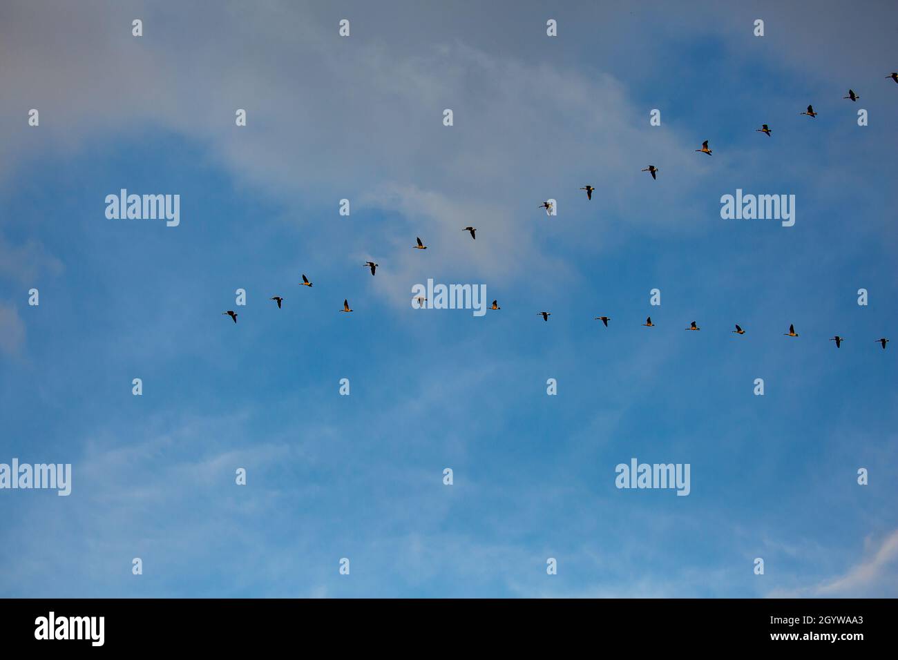 Oche del Canada (Branta canadensis) che volano in una formazione a V in un cielo blu, orizzontale Foto Stock