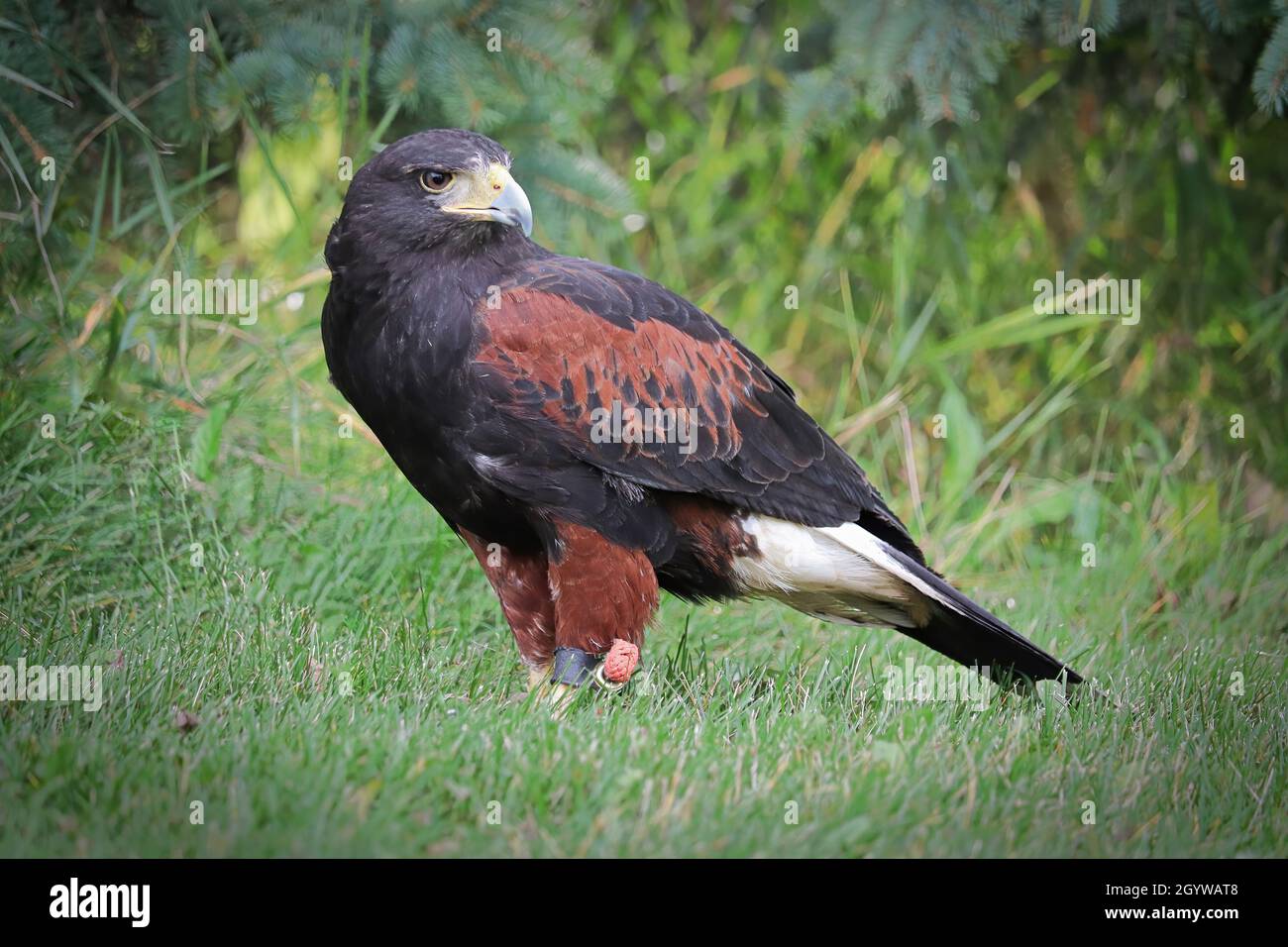 Profilo laterale di un falco di Harris sull'erba Foto Stock