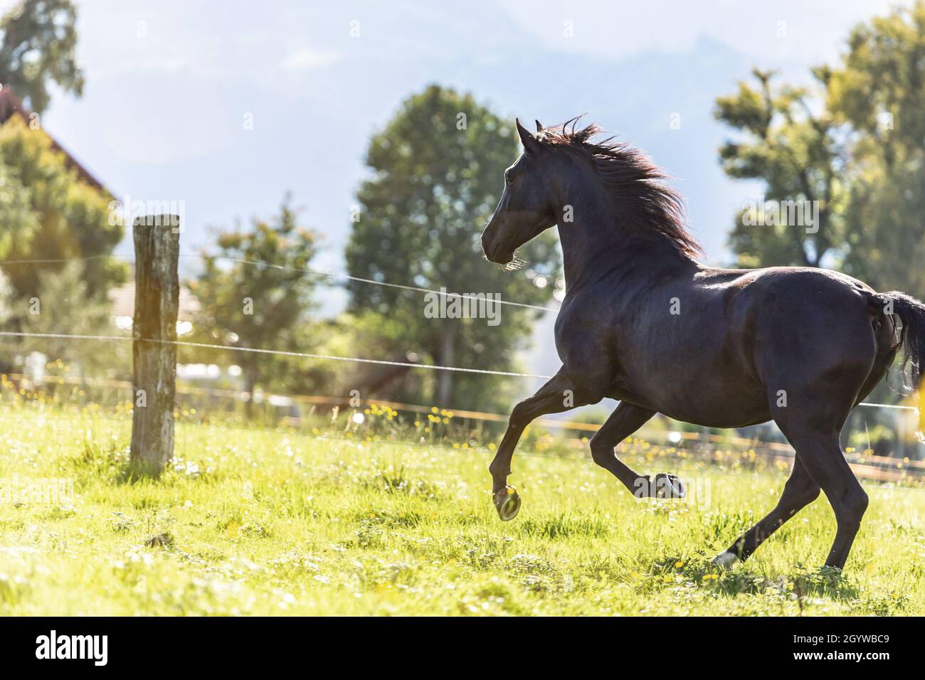 Un cavallo nero porpora raza espanola galoppante su un prato Foto Stock