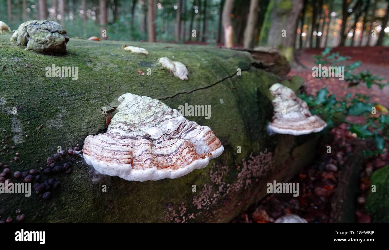 Fomes fomentarius, fungo di tinder, fungo di hoof, conk di tinder, polypore di tinder o fungo di uomo di ghiaccio sul tronco di un faggio caduto. Foto Stock
