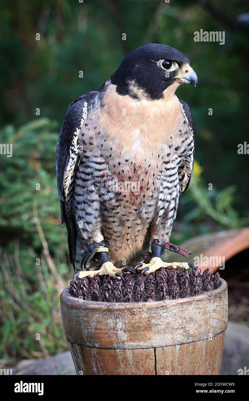 Tratto verticale di un falco peregrino su un posatoio Foto Stock