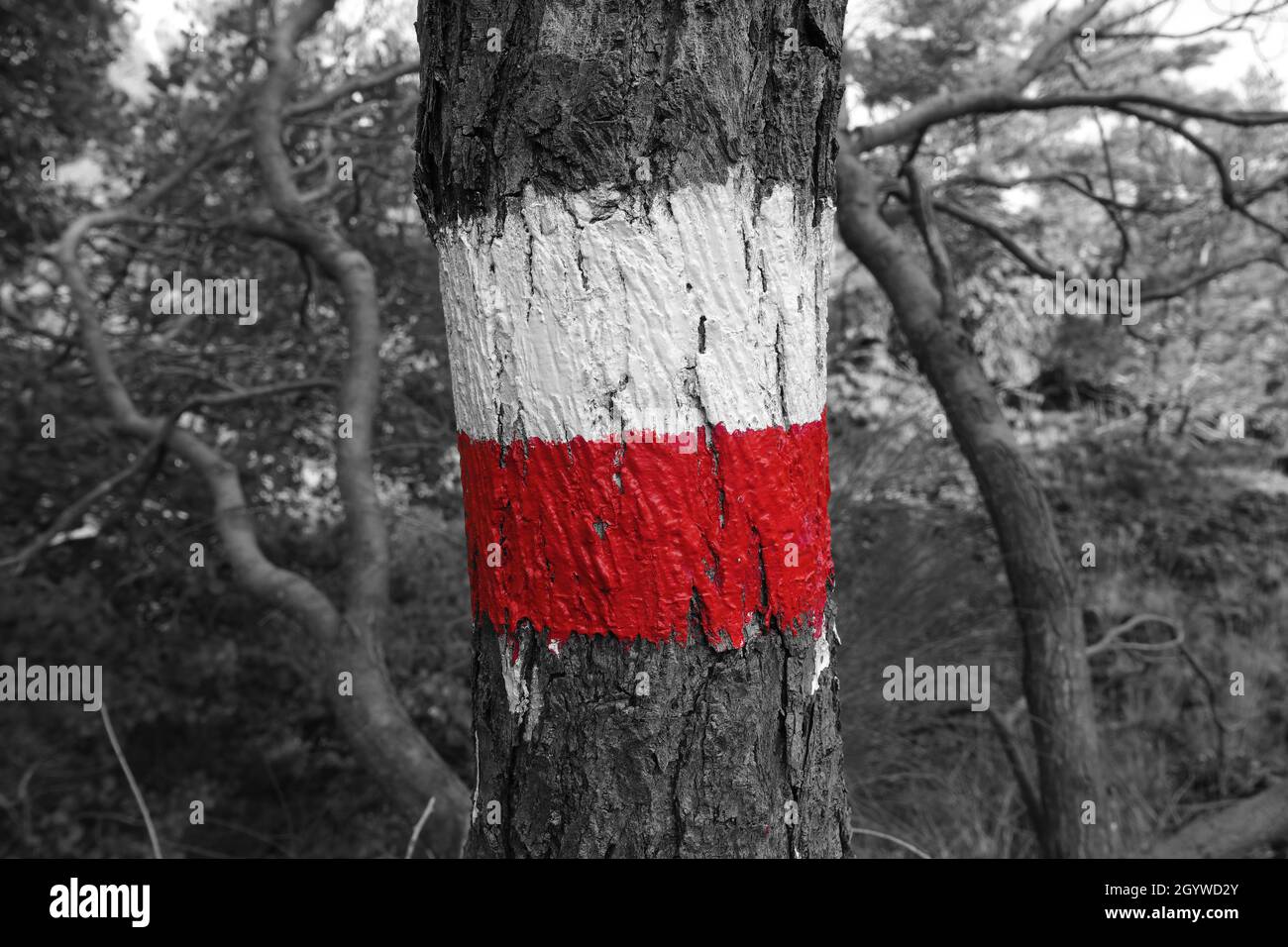 Attività all'aria aperta in Sicilia sentiero con pennarello rosso e bianco nel Parco dell'Etna (colore selettivo bianco e nero) Foto Stock