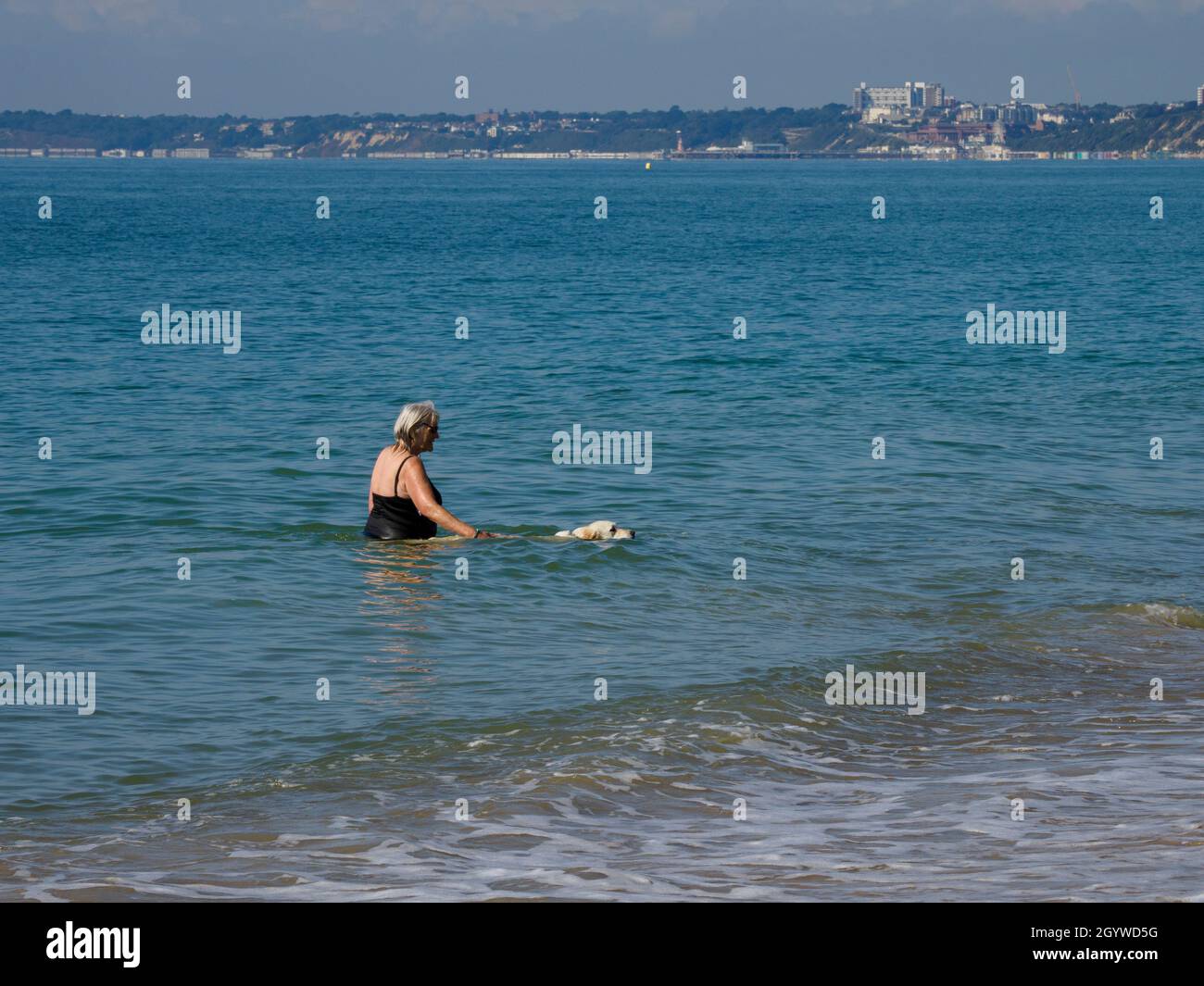 Donna che aiuta il cane a nuotare in mare, Dorset, Regno Unito Foto Stock