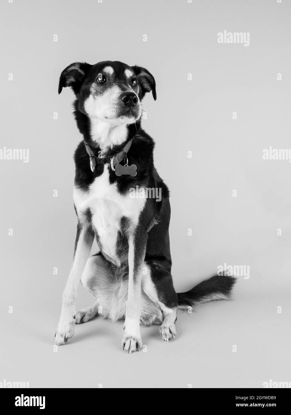 B&W studio ritratto di un cane. Foto Stock